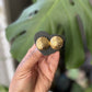 “Augusta” Stud Earrings (Smedium)